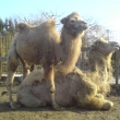 Velbloud� hr�tky.