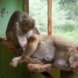 opice macac rhesus - ukaž co tam máš ??!!