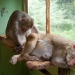 opice macac rhesus - uka� co tam m� ??!!